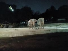 -清迈夜间动物园