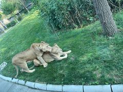 -北京野生动物园