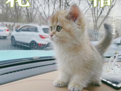 -猫十亿·布偶金渐层·曼基康矮脚猫舍(青年路店)