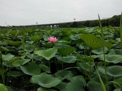 -荷塘月色湿地公园·向阳花洲