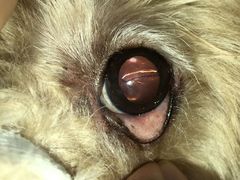 -芭比堂动物医院·犬猫全科·异宠专科(雁塔分院)
