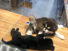 -狗道宠物(常熟印象城店)