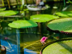 -国家植物园南园