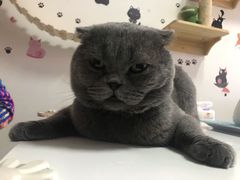 -我爱猫咪·猫咖·狗咖·安哥拉兔·羊驼咖(小寨华旗店)