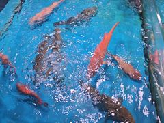 -金成潮菜博物馆(海珠湿地店)
