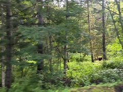 -五营红松林海景区