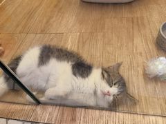 -momokira米努特·德文卷毛猫·棉花面纱犬