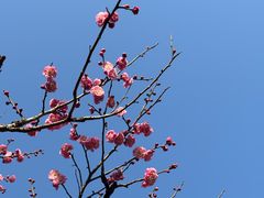 -无锡梅园公园