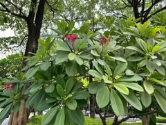 -炳胜公馆(珠江新城店)