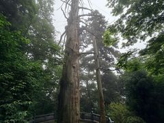 -天目山大树王景区