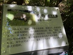 -广东惠东海龟国家级自然保护区