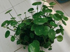 -宜昌富力皇冠假日酒店·咖啡1号西餐厅