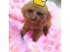 -PETKIT小佩宠物(昭化店)