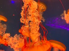 -波塞冬旅游度假区