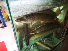 -煲来饱去冷水鱼