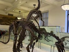 -美国自然历史博物馆