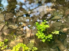 -杭州植物园