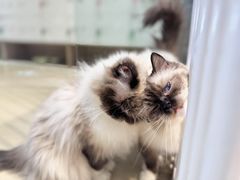 -藏猫猫咖啡主题馆(中央大道店)