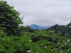 -凤栖山