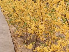 -大兴滨河森林公园