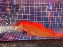 -连鹭海鲜·海肠捞饭·海胆饭(星海店)