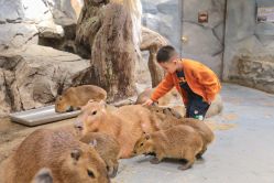 -Zoolung Zoolung动物主题公园(海信广场店)