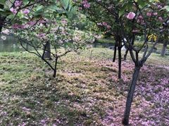 -石家庄市植物园