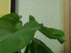 -菲迪科尔墙衣(集美家居定慧桥店)