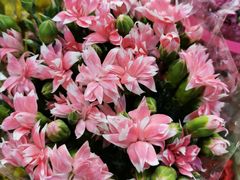 -双季花艺园艺市场(浦东店)