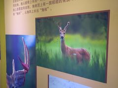 -北京鹿世界主题园