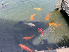 -西湖游船