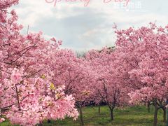 -天适樱花悠乐园