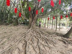 -呀诺达热带雨林