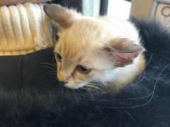 -宠爱国际动物医院·消化内科·心肾内科·ISFM猫友好(望京店)