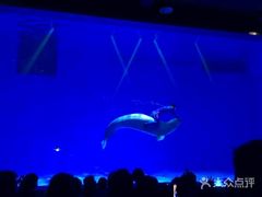 -芜湖新华联大白鲸海洋公园