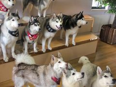 -Husky Go! 哈士奇体验馆·宠物咖啡厅狗咖