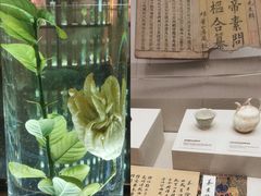 -广东中医药博物馆