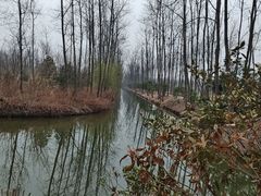 -合肥滨湖国家森林公园