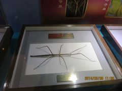 IMG_2808-上海昆虫博物馆