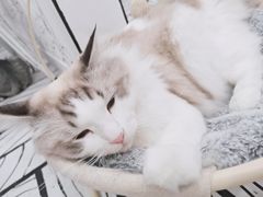 -白夜2D咖啡馆