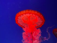 -芜湖新华联大白鲸海洋公园