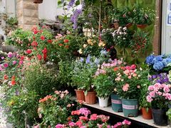 -溪岸路花鸟市场