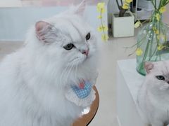 -共舞时光猫咖·狗咖(新街口店)