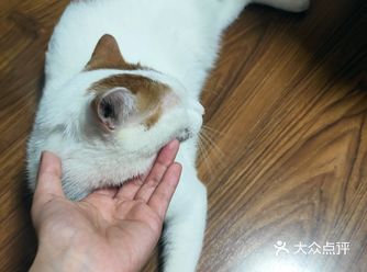 对小猫咪要多耍手段和心机 今天大黄因为我给她剪指甲对
