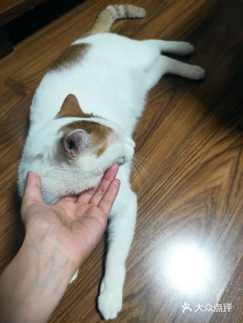 对小猫咪要多耍手段和心机 今天大黄因为我给她剪指甲对