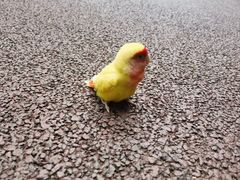 -厦门园林博览苑
