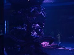 -暹罗海洋世界