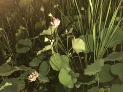 -羊亭河湿地公园