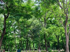 -长白岛森林公园