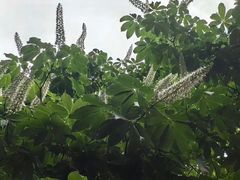 -扬州市茱萸湾风景区